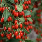 درخت و شاخه های گوجی بری تازه و با کیفیت خارجی اصل