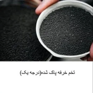 تخم خرفه (کاملا پاک شده و تمیز)