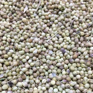 تخم گشنیز