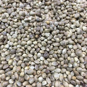 شاهدانه نمکی 250گرم