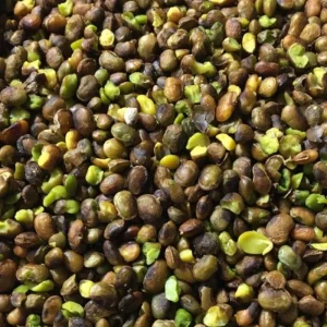مغز بنه کوهی کارتنی (حجم عمده) 10 کیلوگرم